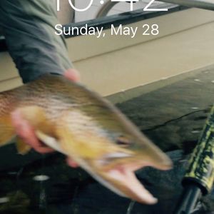 Meet your Posher, Tom